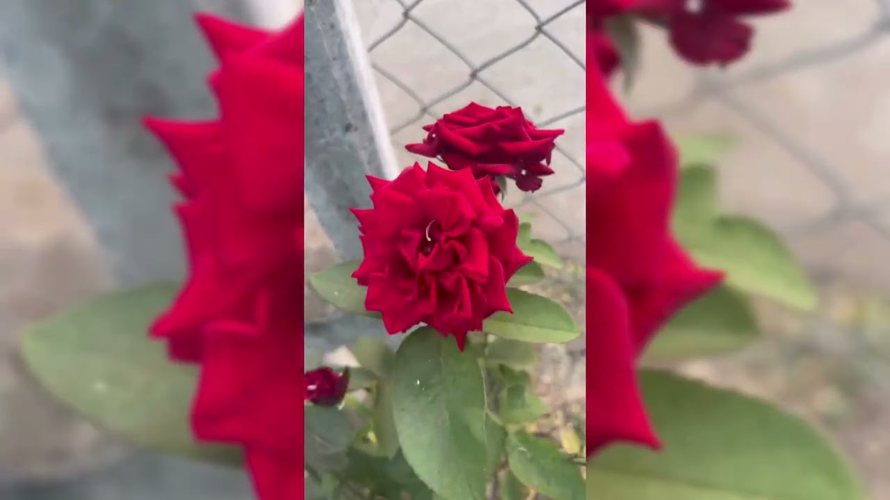 🌸 Sur-e-yaseen ✨ Sur-e-rehman ✨ Full Video 🌸✨Dua🤲