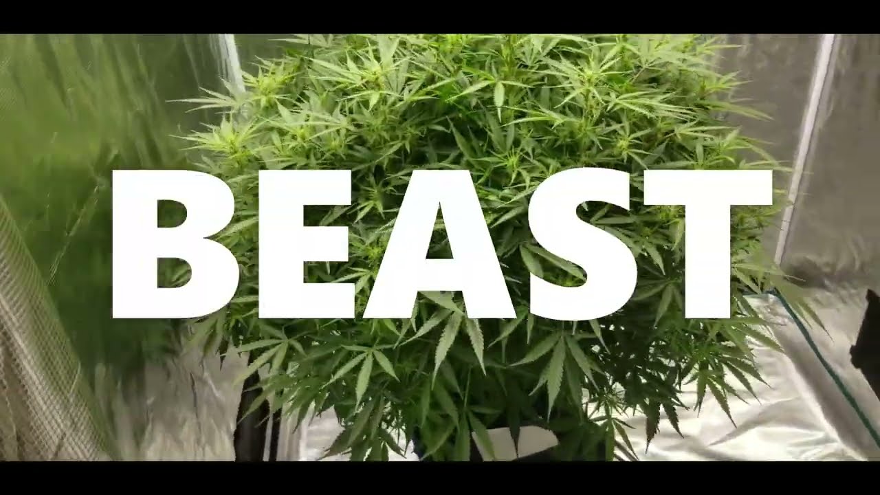 Autoflower Day 62