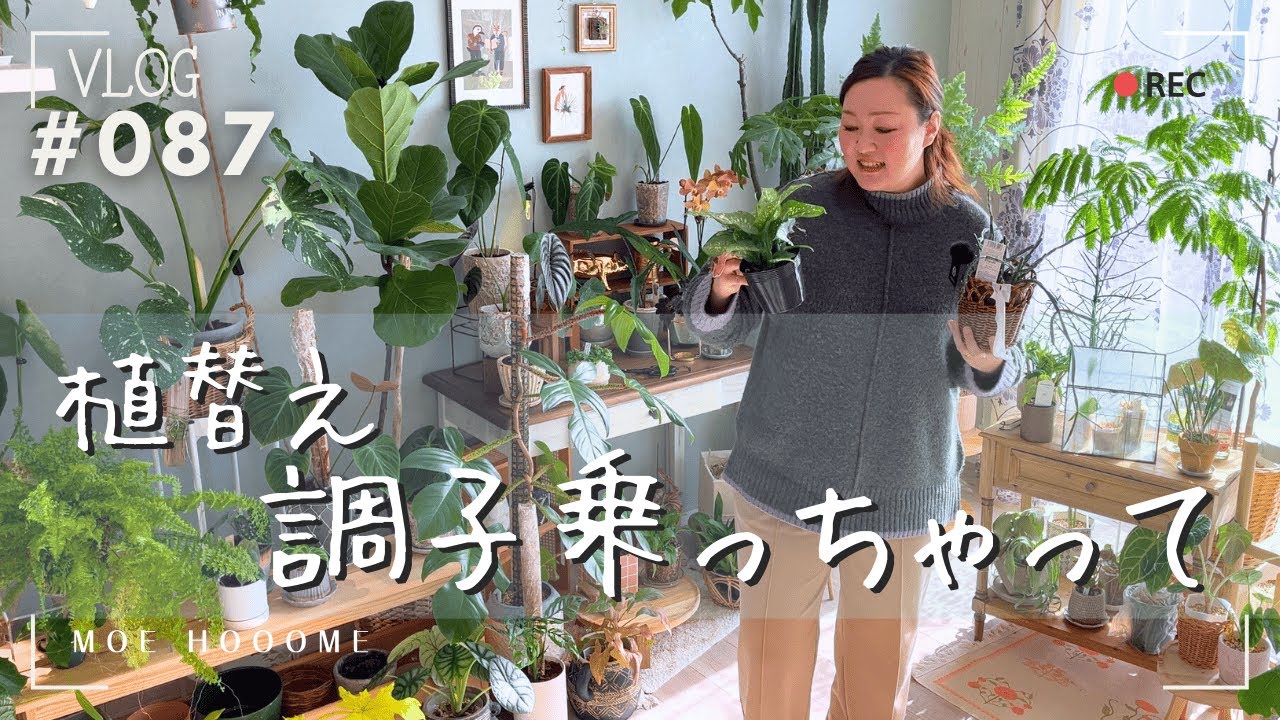 【調子乗っちゃって】ディフェンバキア・ホヤ・リプサリス植替え（Vlog/087）