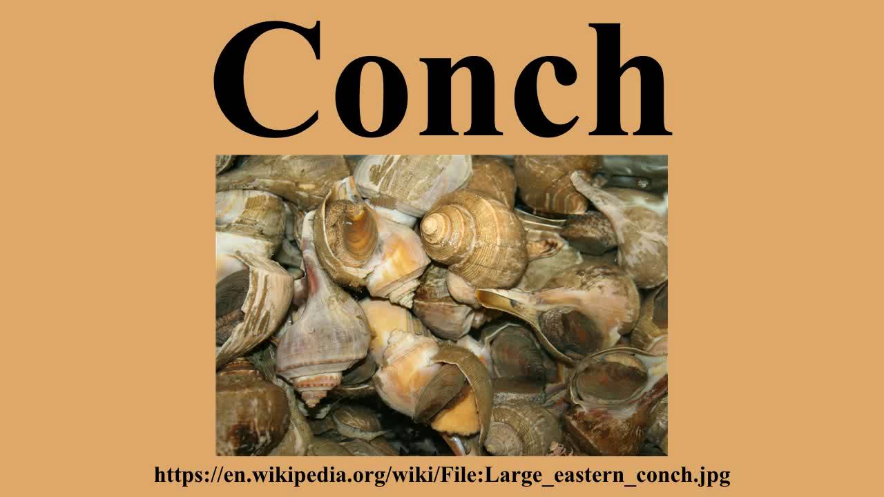 Conch