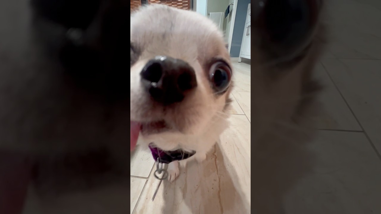 Chihuahuas and Robo Vacuum 