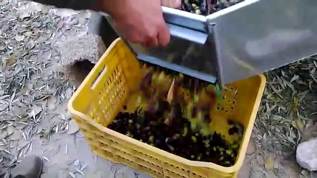 ΚΟΣΚΙΝΟ ΓΙΑ ΕΛΙΕΣ ΦΥΣΤΙΚΙΑ