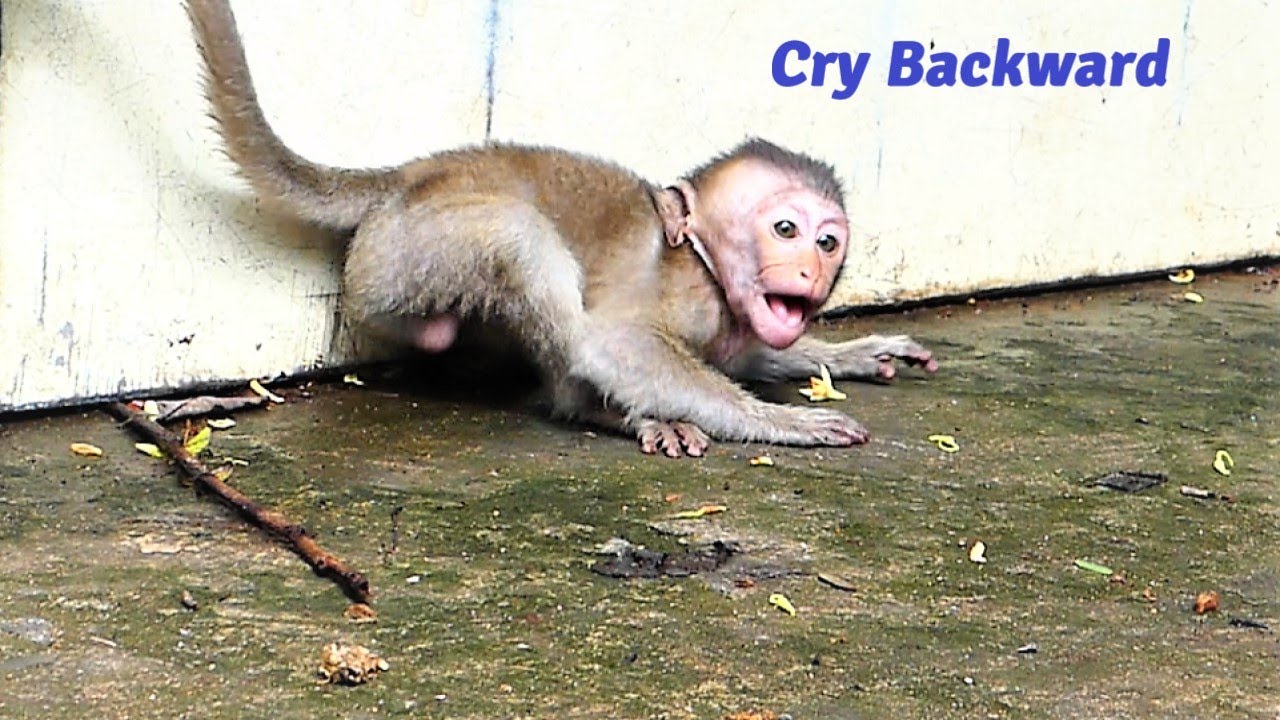 Fully Sad And Million Pity For Baby Girl Mila Crying Backward Calling Elder Brother To Help