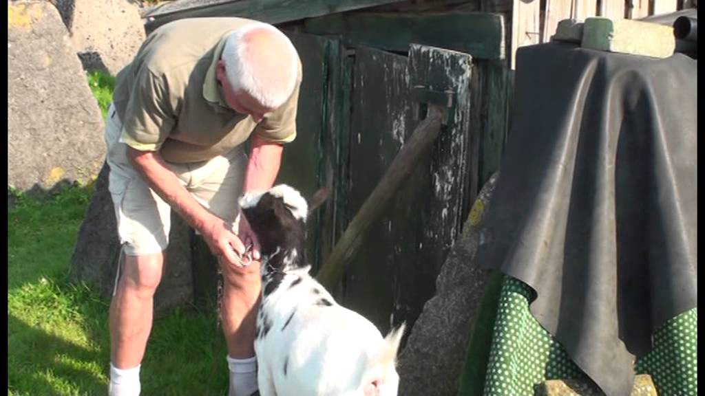 Kamperen bij boer Glorie in Egmond aan den Hoef (2011)