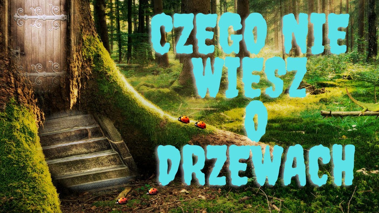 10 szybkich ciekawostek o drzewach [ Wiedza w 5 minut ]