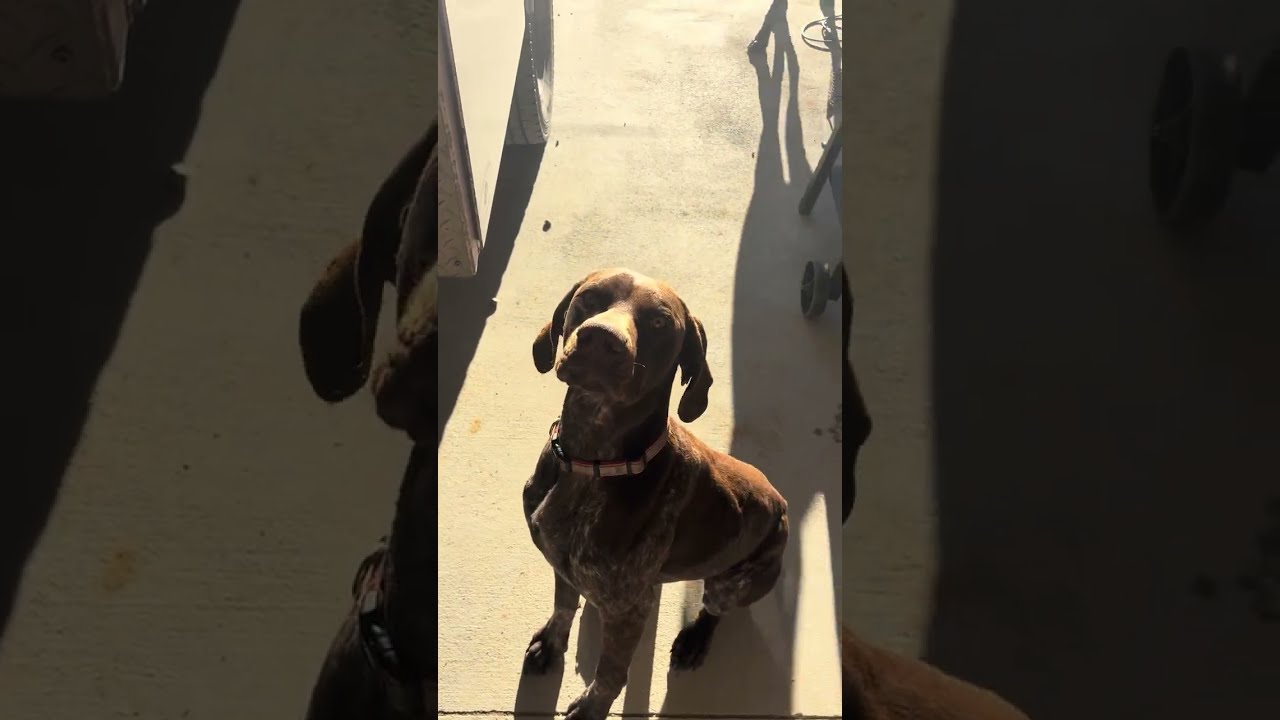  Welcome to our farm | a normal morning | dogs, drive, and equipment