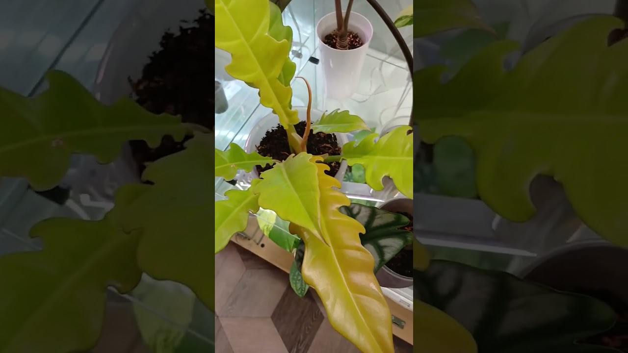 Цветочные новости. Новые листочки. 31.01.2026.