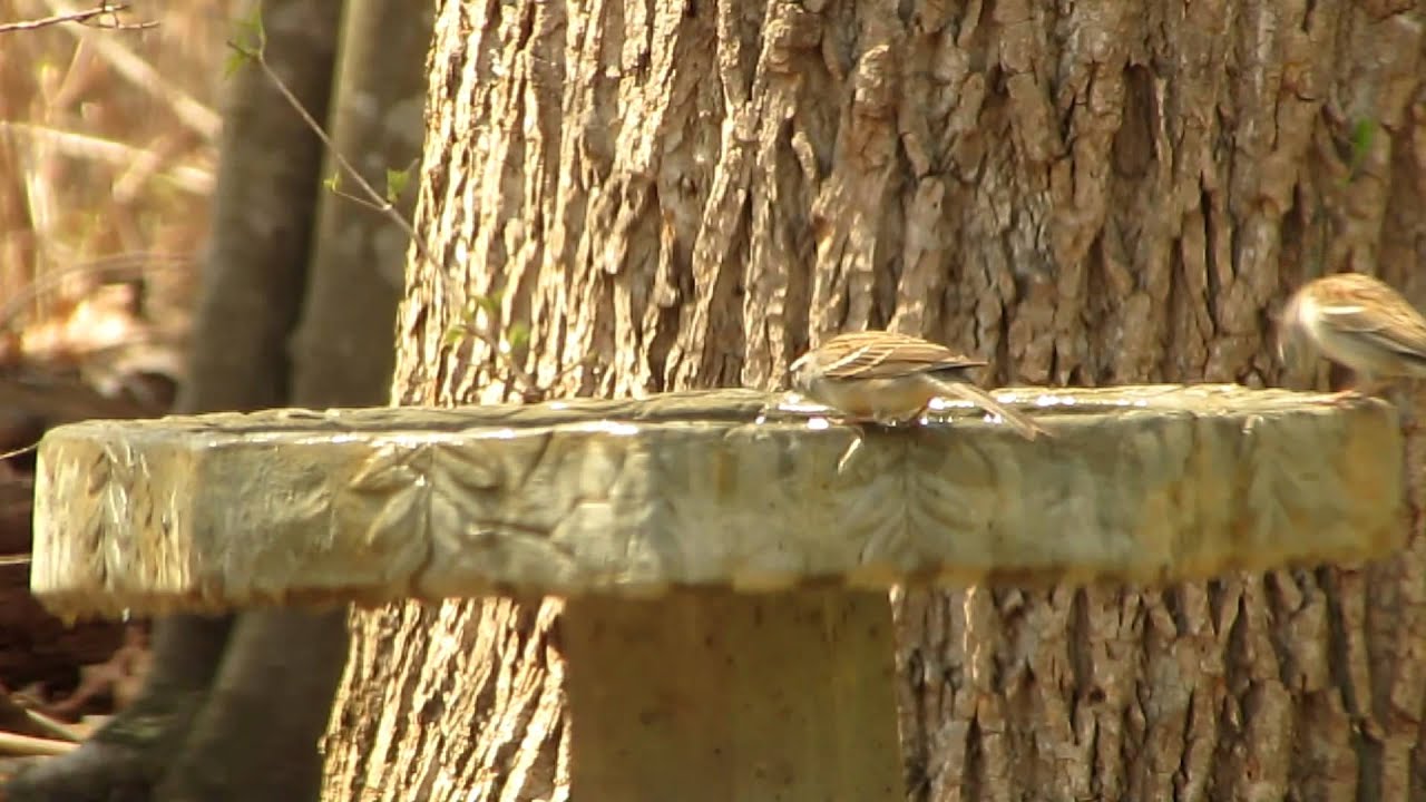 Chipping Sparrow