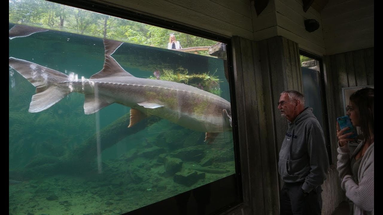 Bonneville Dam