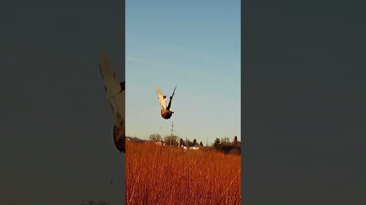 Pheasant Hunting Tactacam 6.0 &ldquo;Just one of those days#hunting