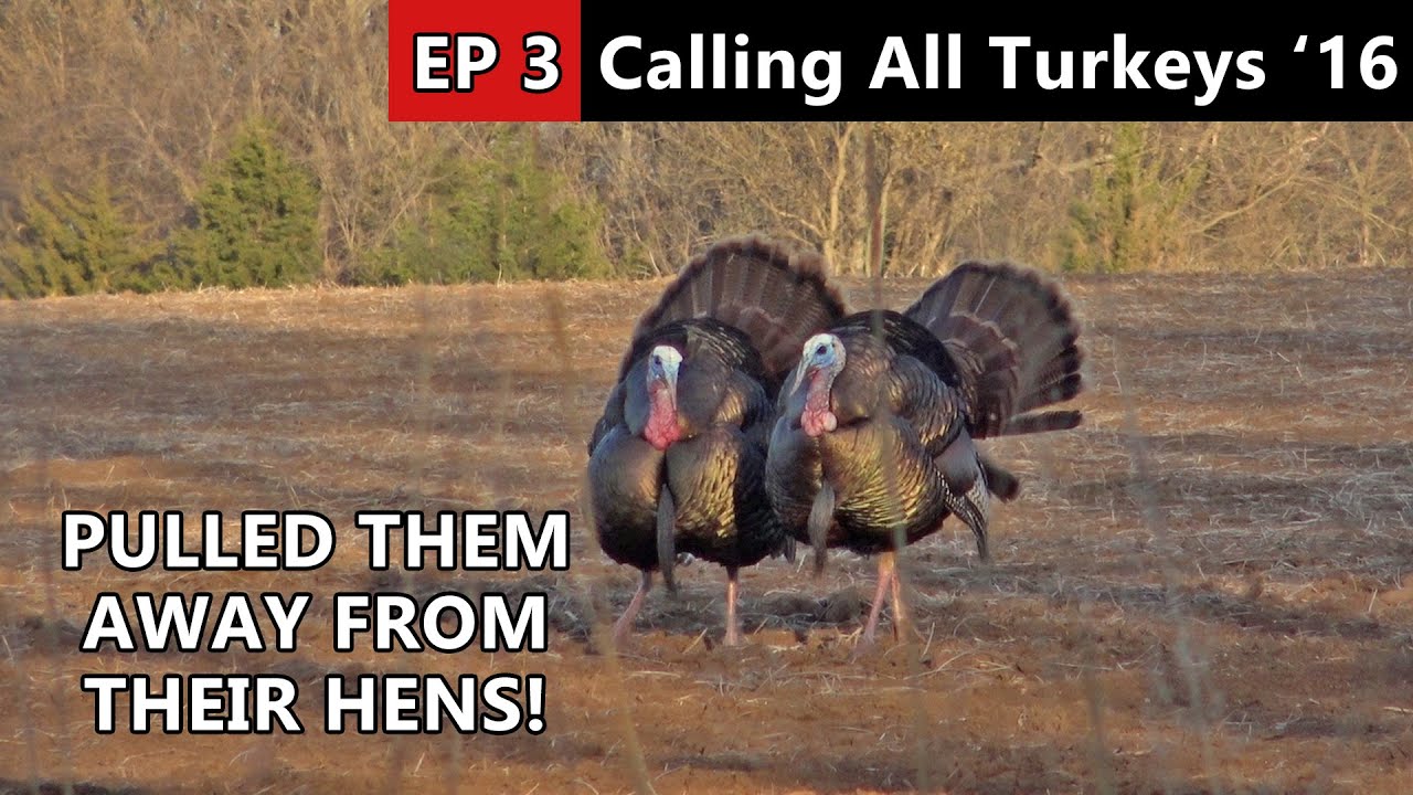 Calling Gobblers Away From The Hens - Kansas Turkey Hunting - Calling All Turkeys