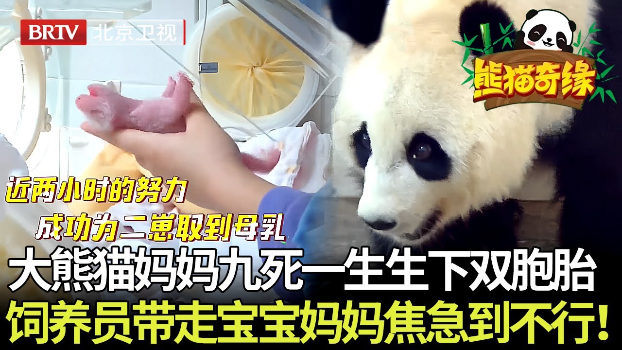 看哭了！大熊猫妈妈九死一生,生下双胞胎宝宝,饲养员带宝宝检查身体,妈妈焦急到不行！【熊猫奇缘】