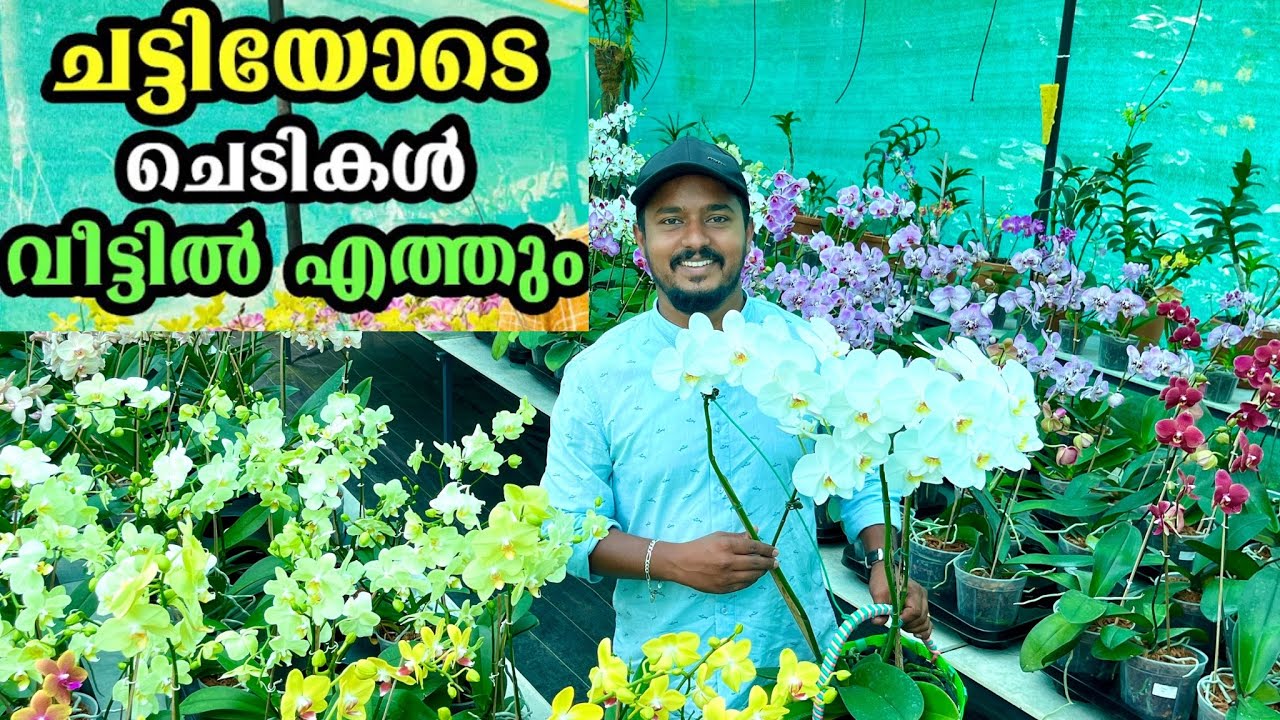 Orchid ചെടികൾ ചട്ടിയോടെ വീട്ടിൽ എത്തും 👍🌸