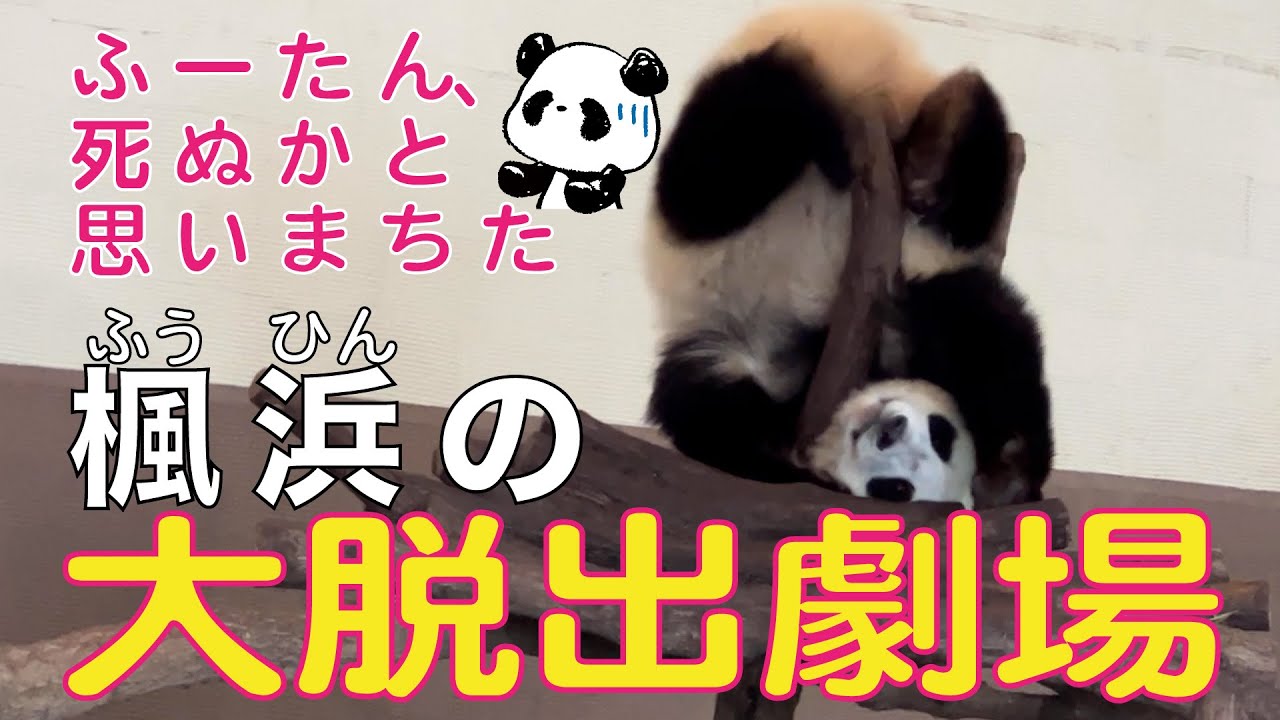 まさかのイリュージョンショー⁉️😳楓浜（ふうひん）🐼の大脱出劇場‼️ふーたん、絶体絶命でちゅ😣