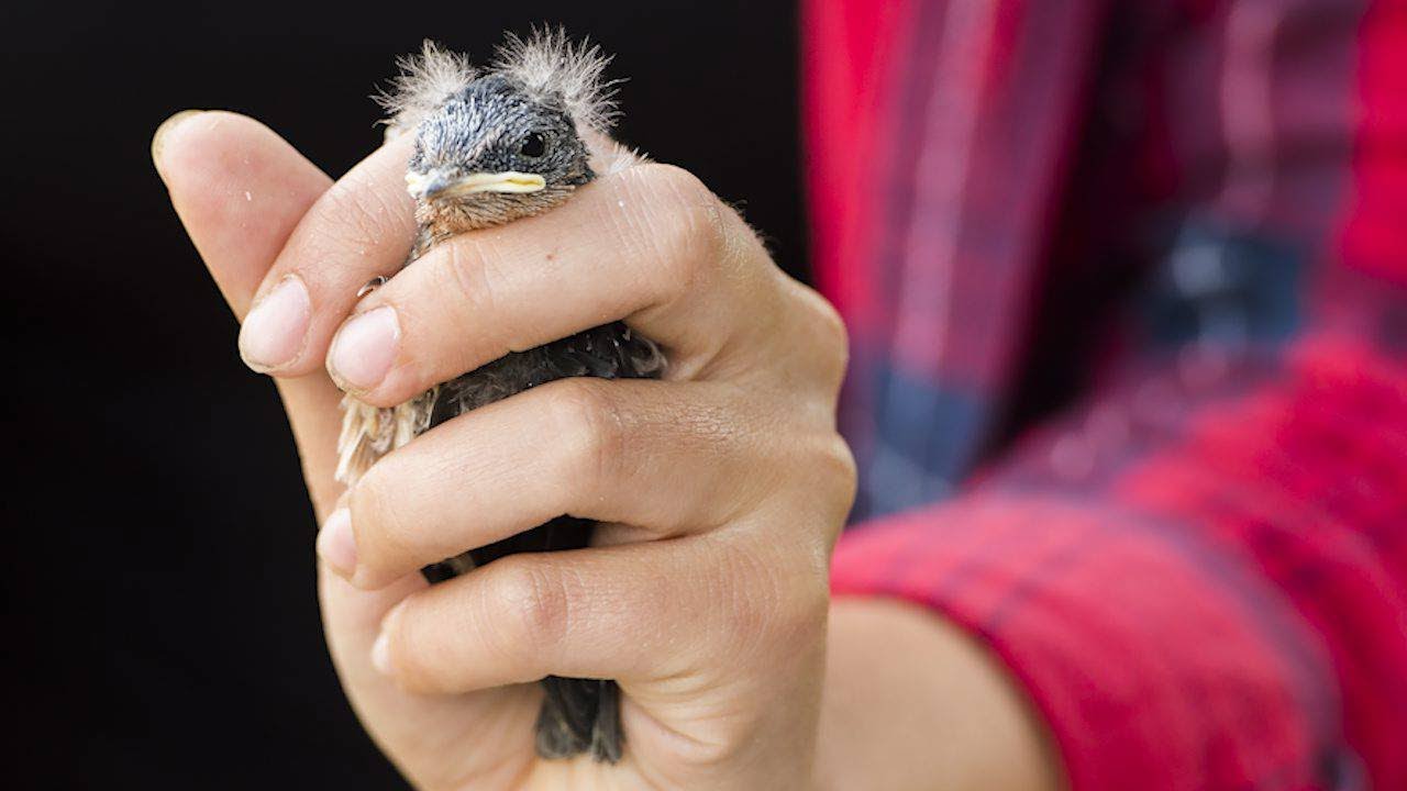 Barn swallows find new homes in custom-built structures