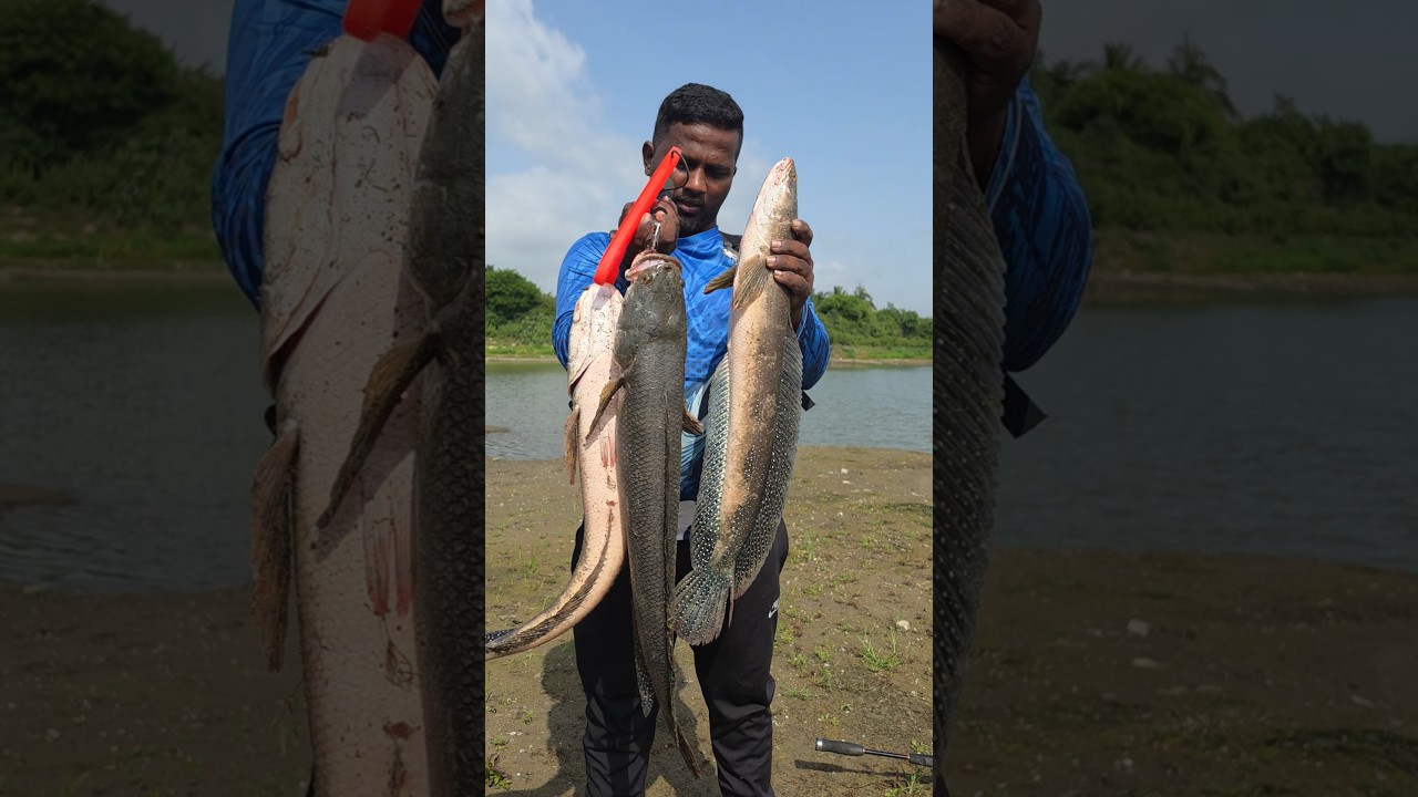 Karnataka fishing time #fishing #fish #fishingvideo #fishinglife #fishvideo
