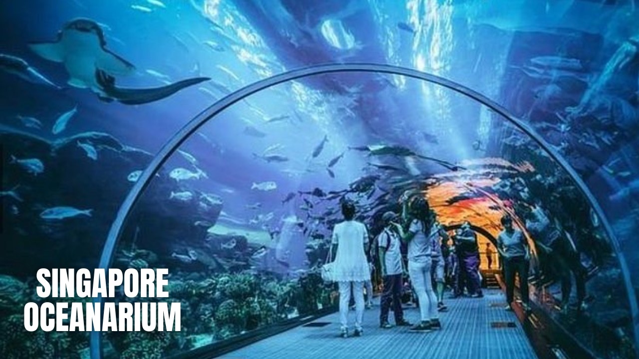 Singapore Oceanarium Grand Opening Walking Tour (2025)
