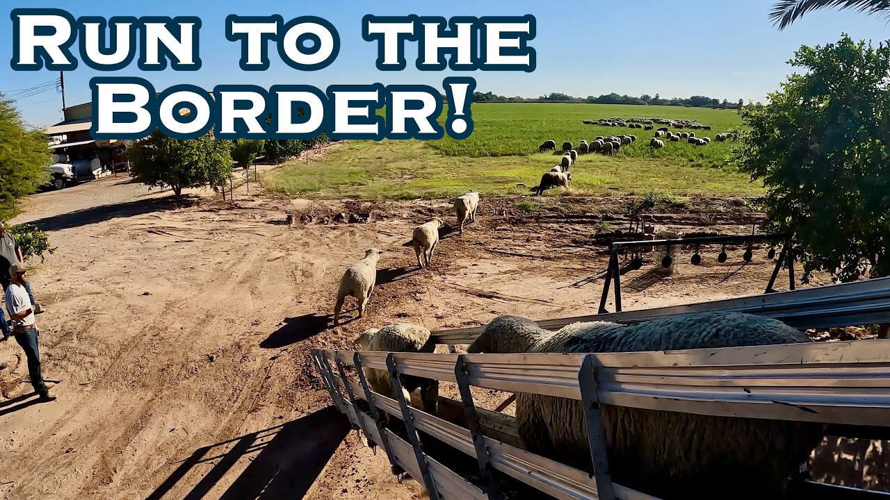 The Journey From Snow To Green Paradise: Trucking Sheep In A Major Drought!