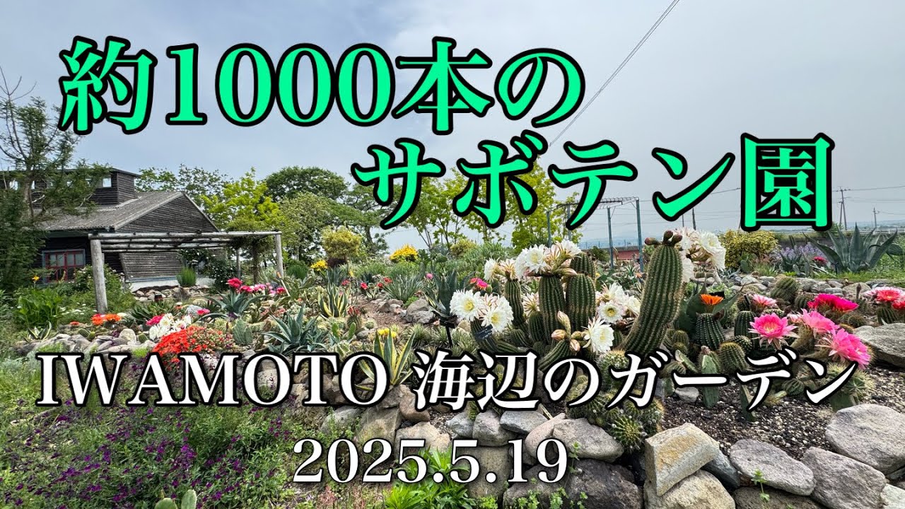 「海辺のガーデン•サボテン園 IWAMOTO」 大分県豊後高田市呉崎2025.5.19