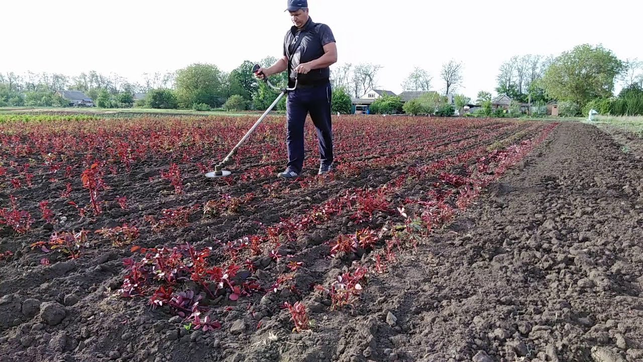 Пинцирование роз триммером. Слабонервным не смотреть!