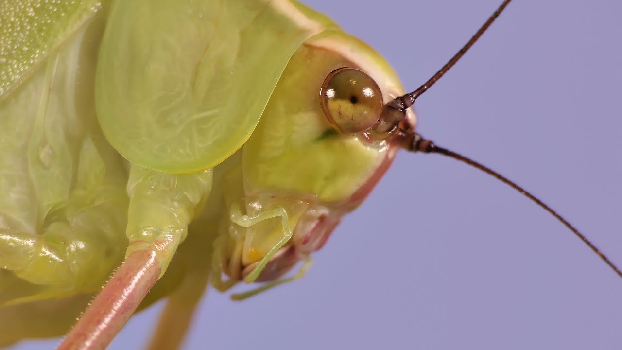 MACRO / Lumix FZ2000 / FZ2500 / FZH1 / Stilpnochlora couloniana / Kubanische Blattschrecken / 4K