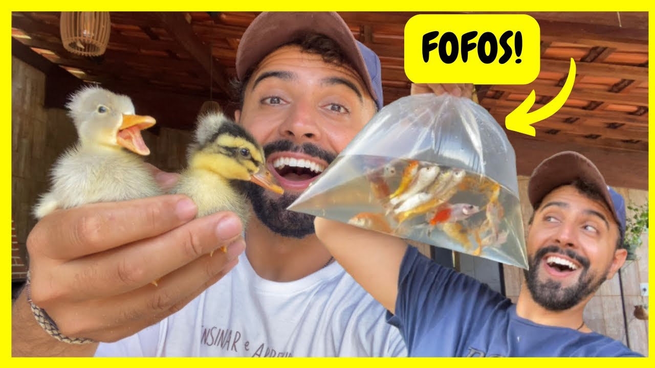 Comprei Carpas Coloridas - Filhote de Marreco de Pompom | Gutejando