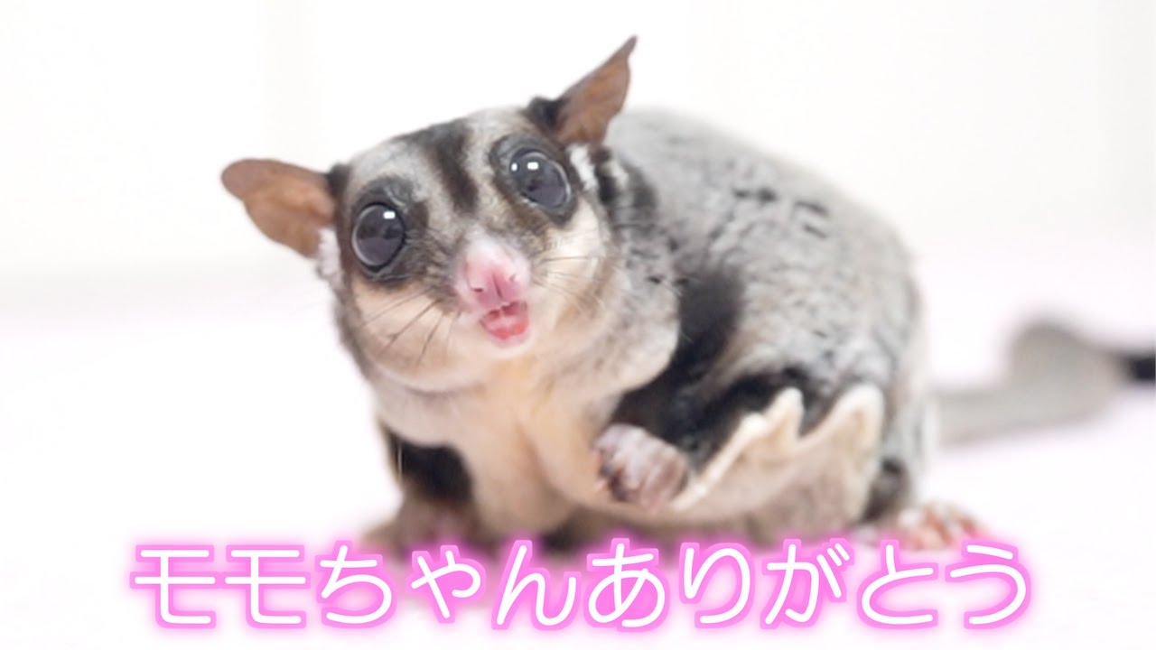 8年間たくさんの思い出と幸せをありがとう。パパは幸せでした。