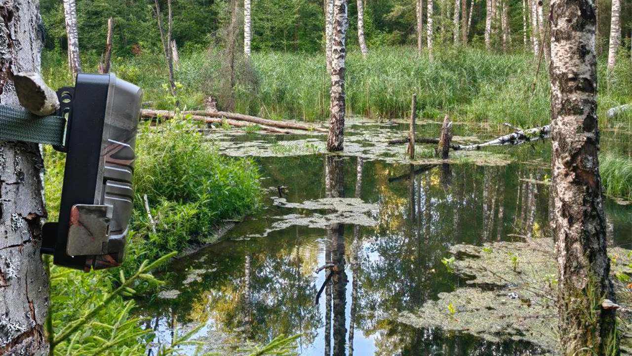 Фотоловушка простояла на ДИКОМ ПРУДУ больше МЕСЯЦА! Результат удивил!