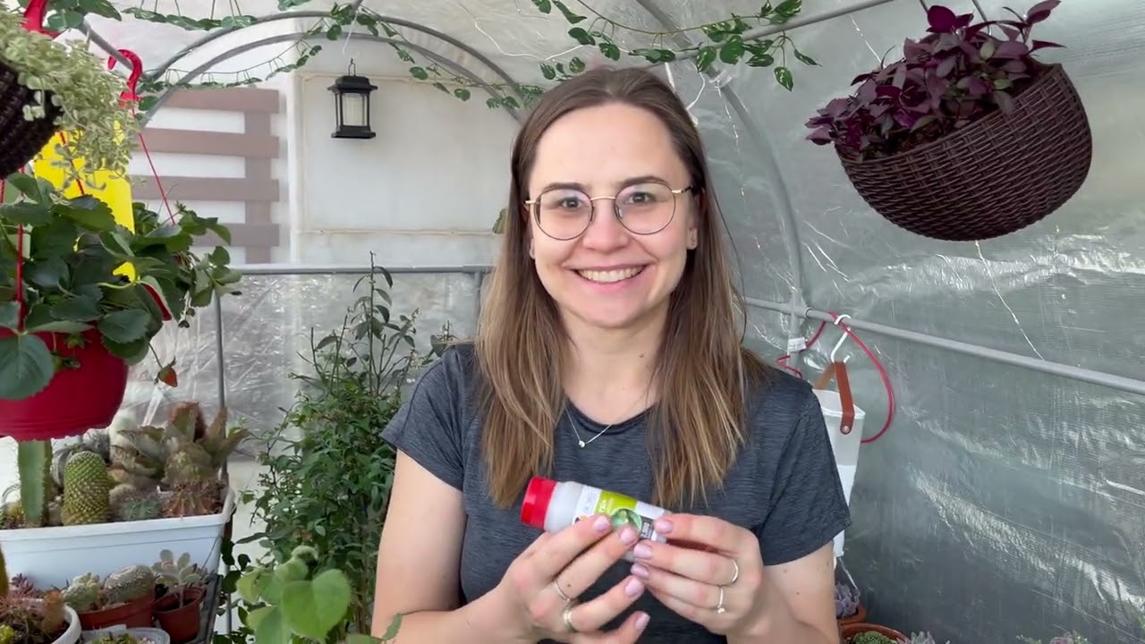 Fighting Spider Mites with Phytoseiulus persimilis in IKEA Asparen