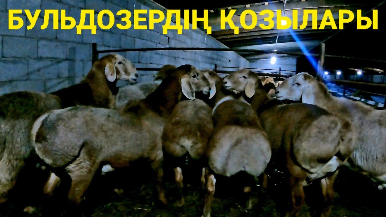 АЛИБАБА АҒАНЫҢ ҚОШҚАРЛАРЫ,БУЛЬДОЗЕРДІҢ ҚОЗЫЛАРЫ САТЫЛДЫ