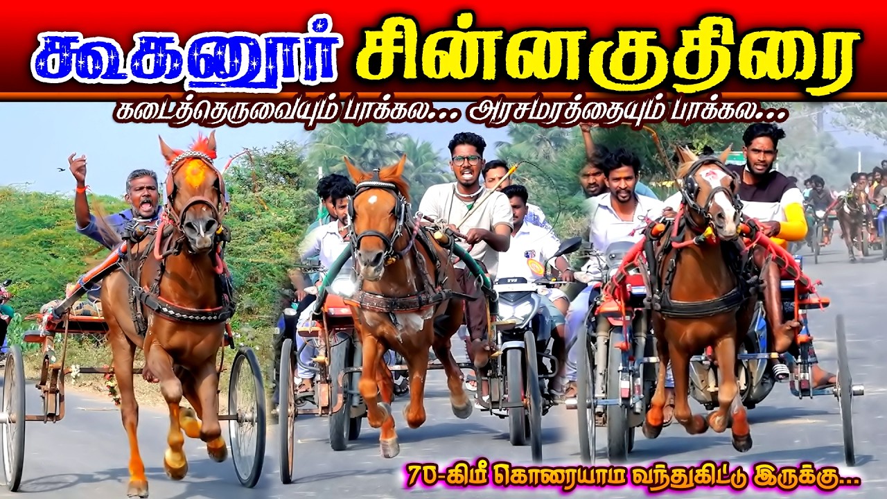 கூகனூர் சின்னகுதிரை (16.02.2026) பந்தயம்  #perai_raj_digital #reklarace2026