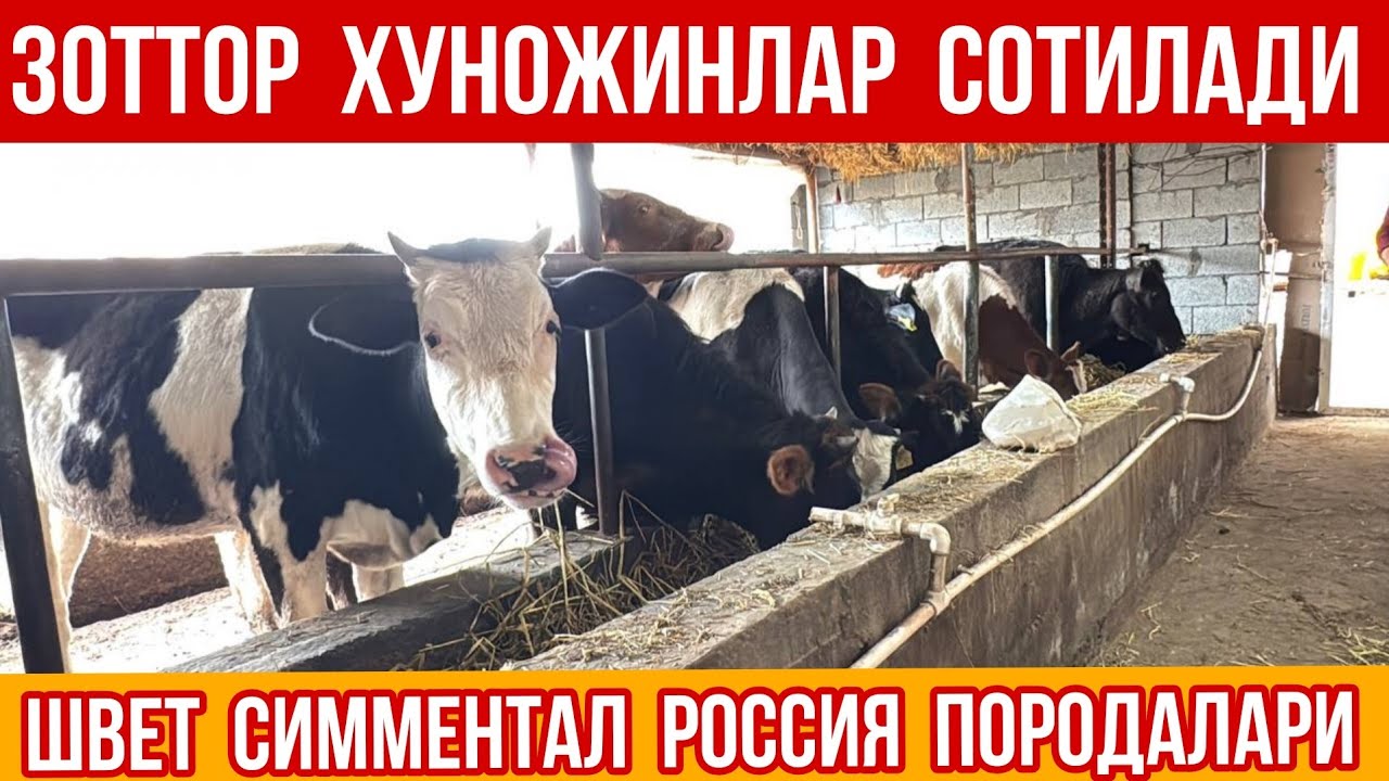 ШВЕТ СИЕНТАЛ НАСЛДОР ХУНОЖИНЛАР СОТИЛАДИ ШОШИЛИНГ 4 апреля 2026 г.