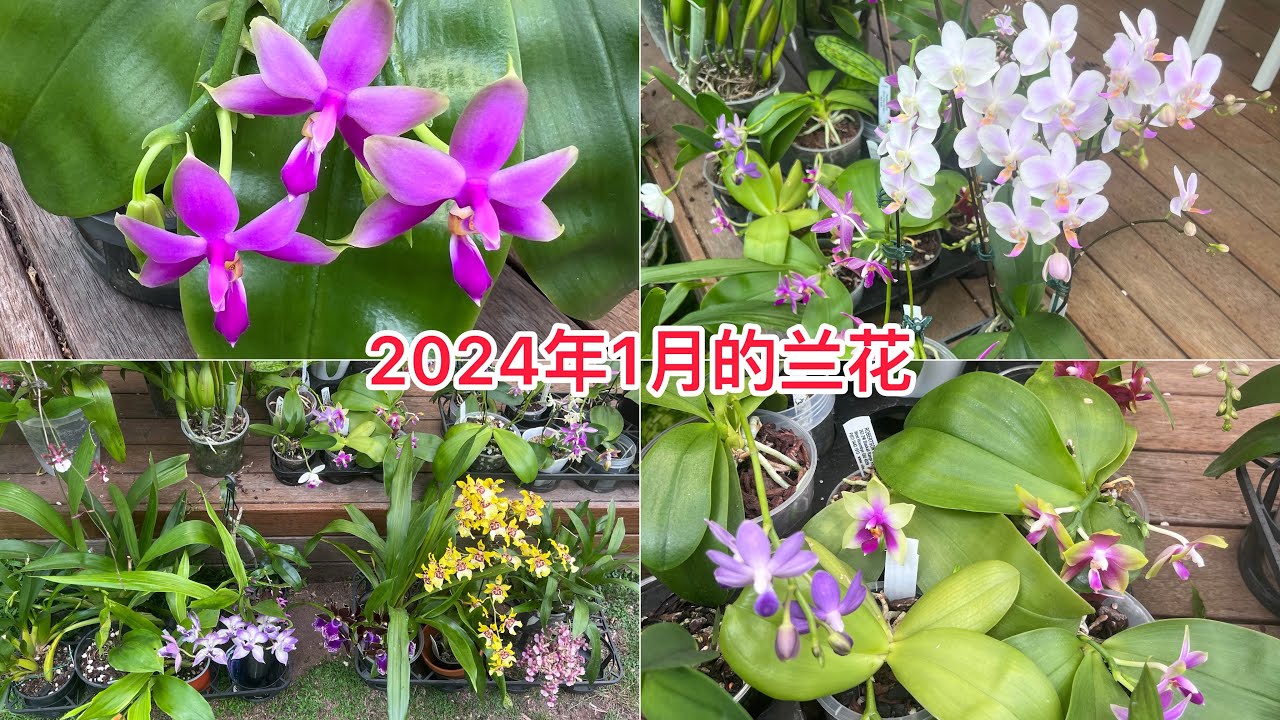 2024年1月在开的兰花！