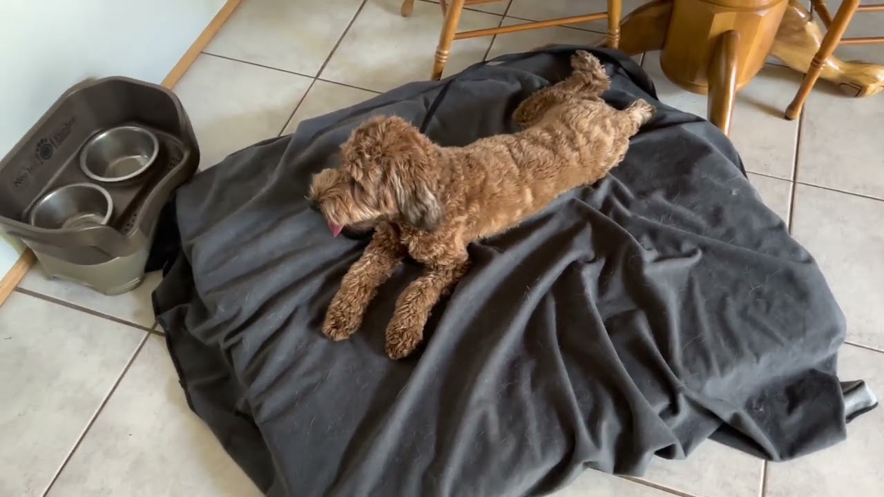 Working on Door Reactivity And Greeting Guests With An Excited Dog - Ecollar