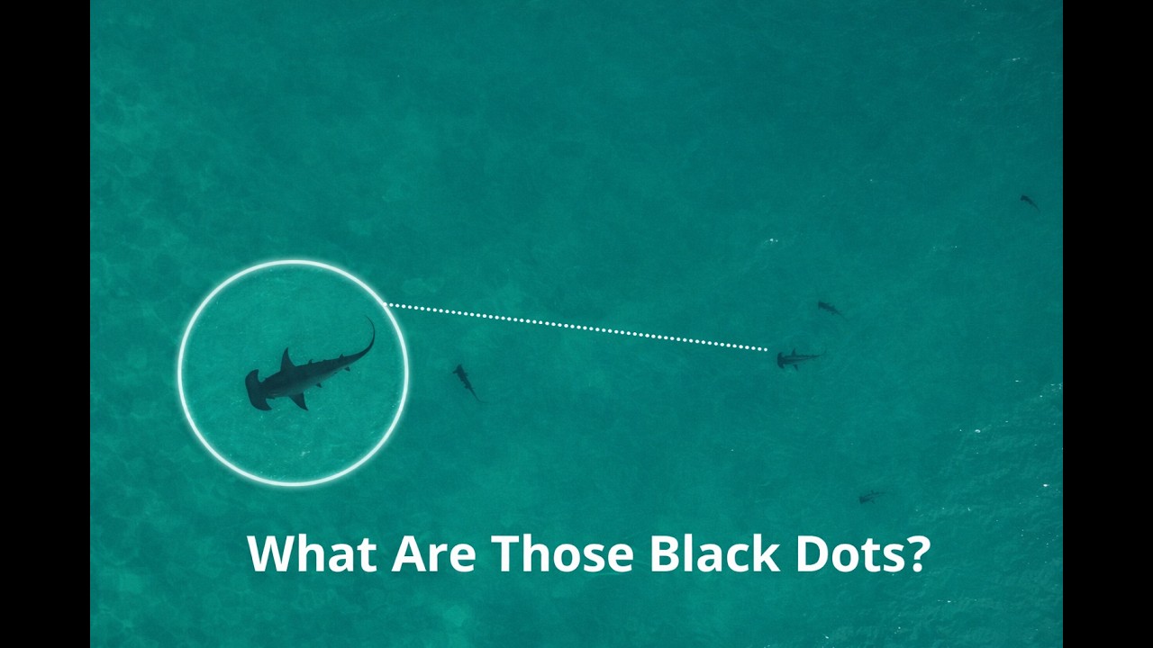 What Are Those Black Dots? A Rare Shark Sighting Along the Garden Route