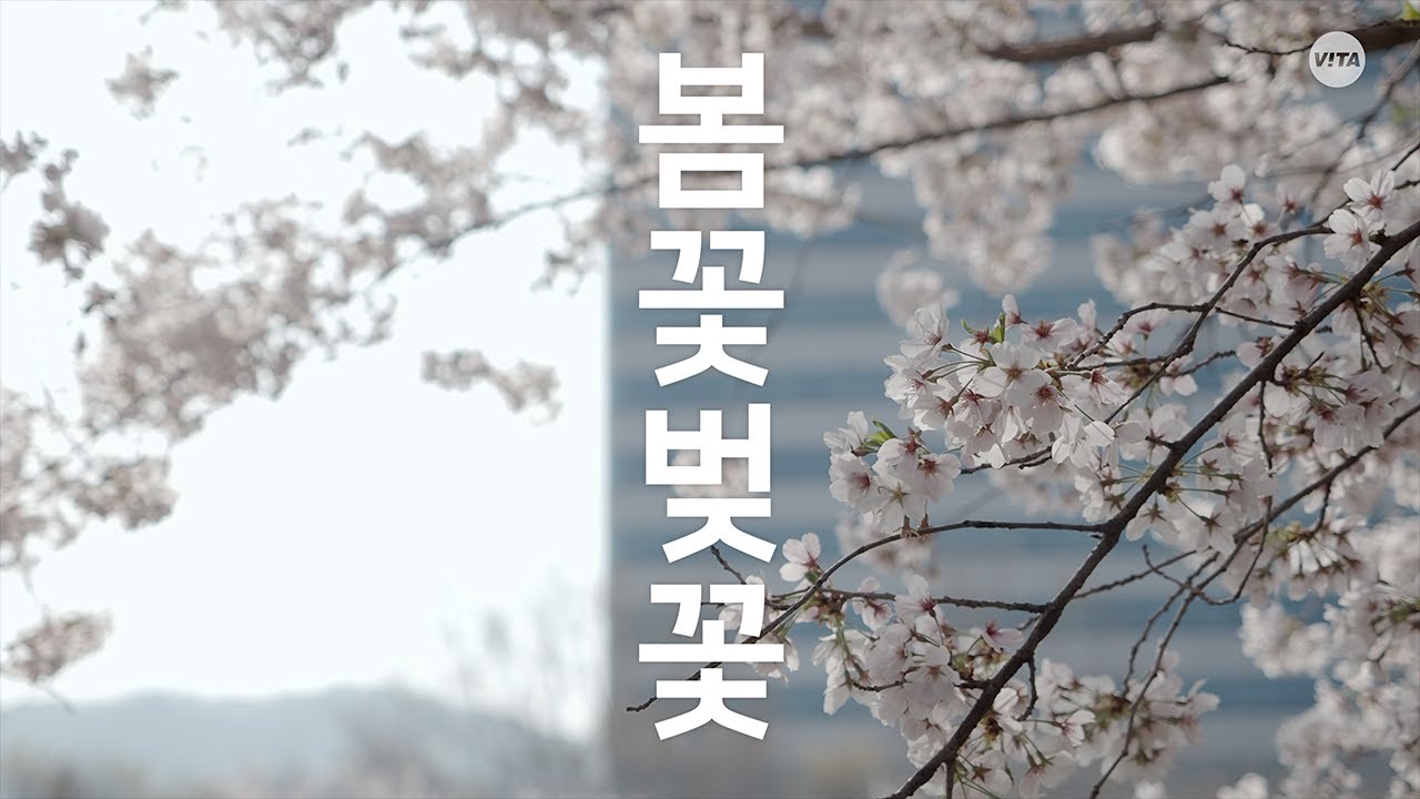 Urban Bloom . Cherry Blossom Soundscape In Seoul . Long Tour | 봄꽃 벚꽃 | Ciliegi In Fiore A Seul