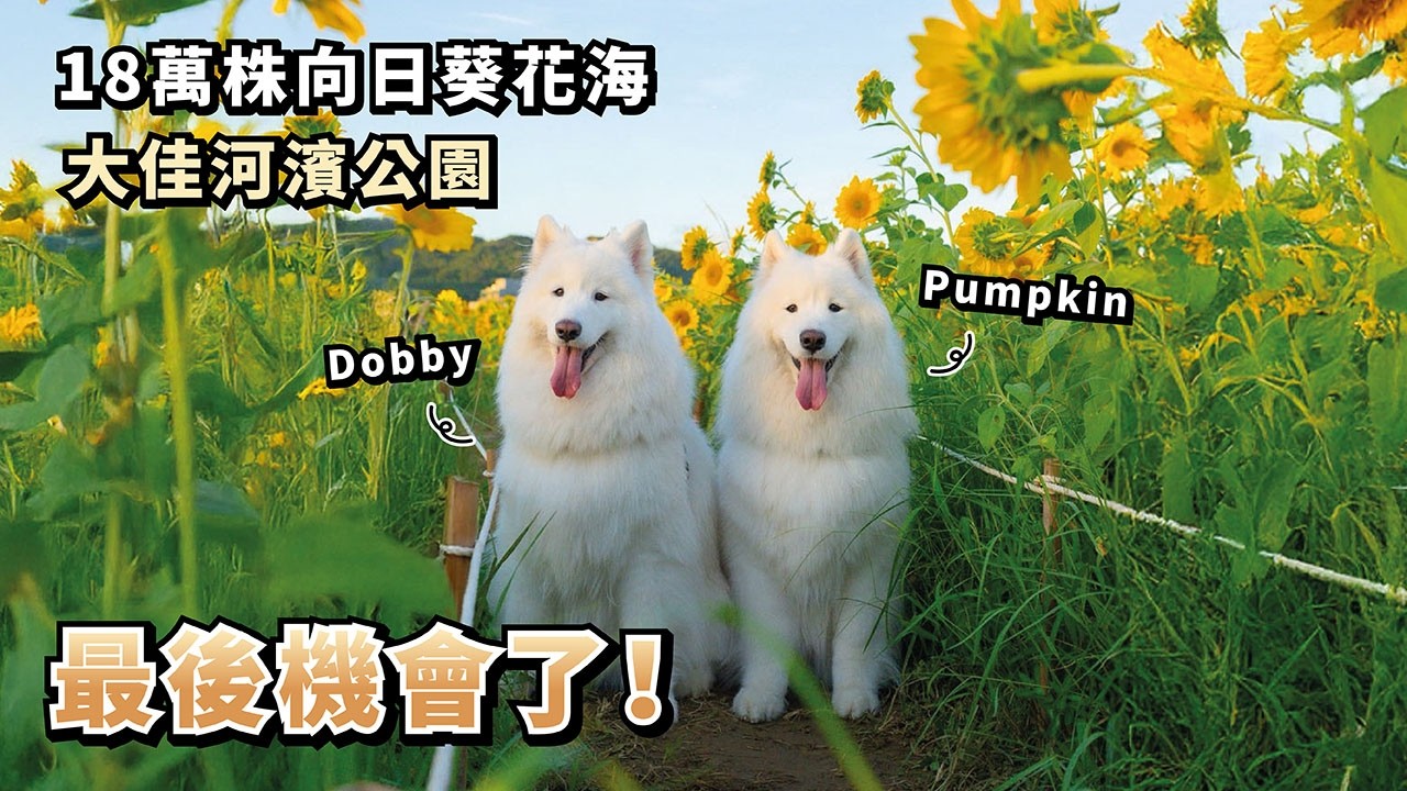 『最後機會了！』18萬株向日葵花海，大佳河濱公園(薩摩耶多比Dobby is free)
