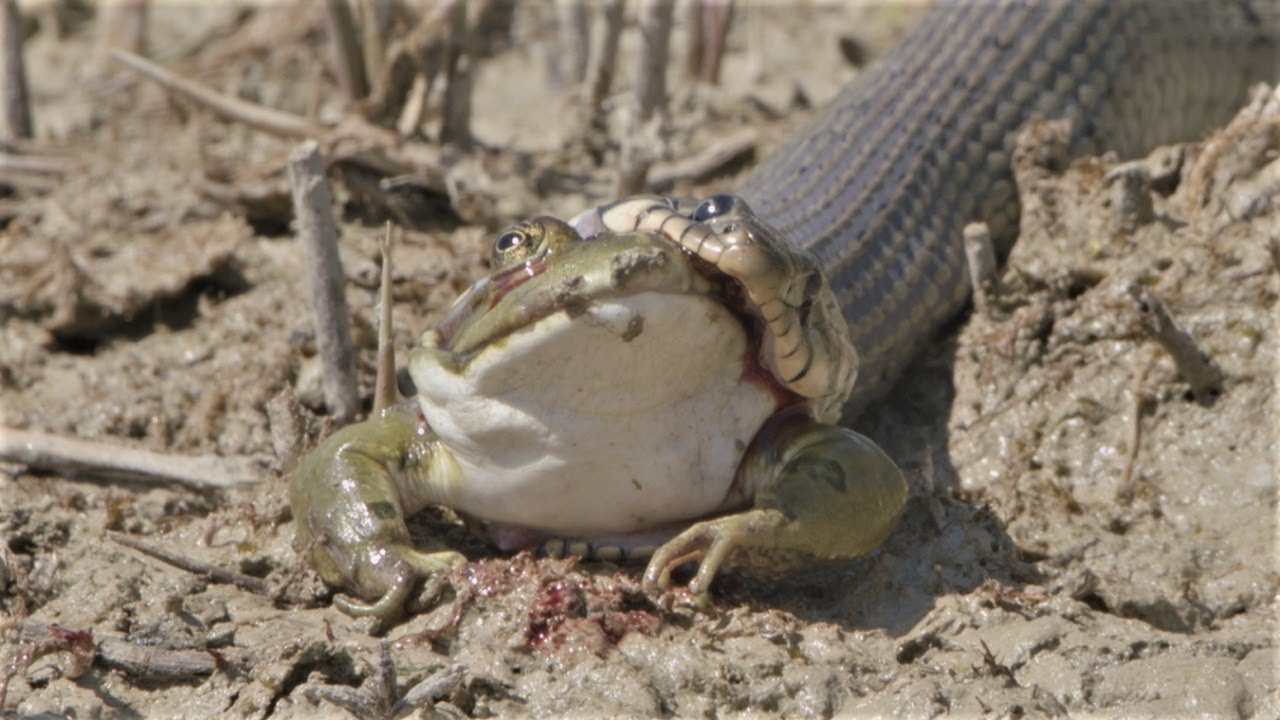 Big grass snake eats frog / Grosse Ringelnatter frisst Frosch