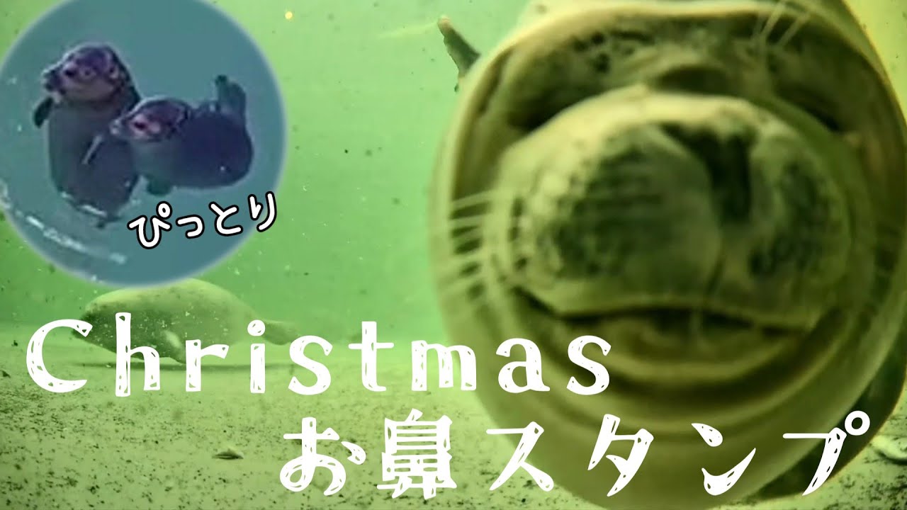 クリスマスイヴに可愛いお鼻スタンプのプレゼントがありました【アザラシ幼稚園】