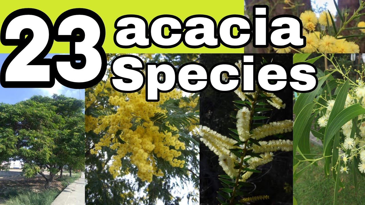 23 species of acacia trees and shrubs+names//acacia varieties