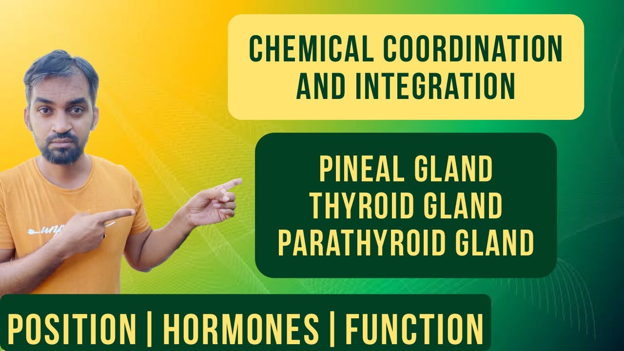 Chemical coordination and integration | Pineal gland | Thyroid gland | Parathyroid gland | Hormones