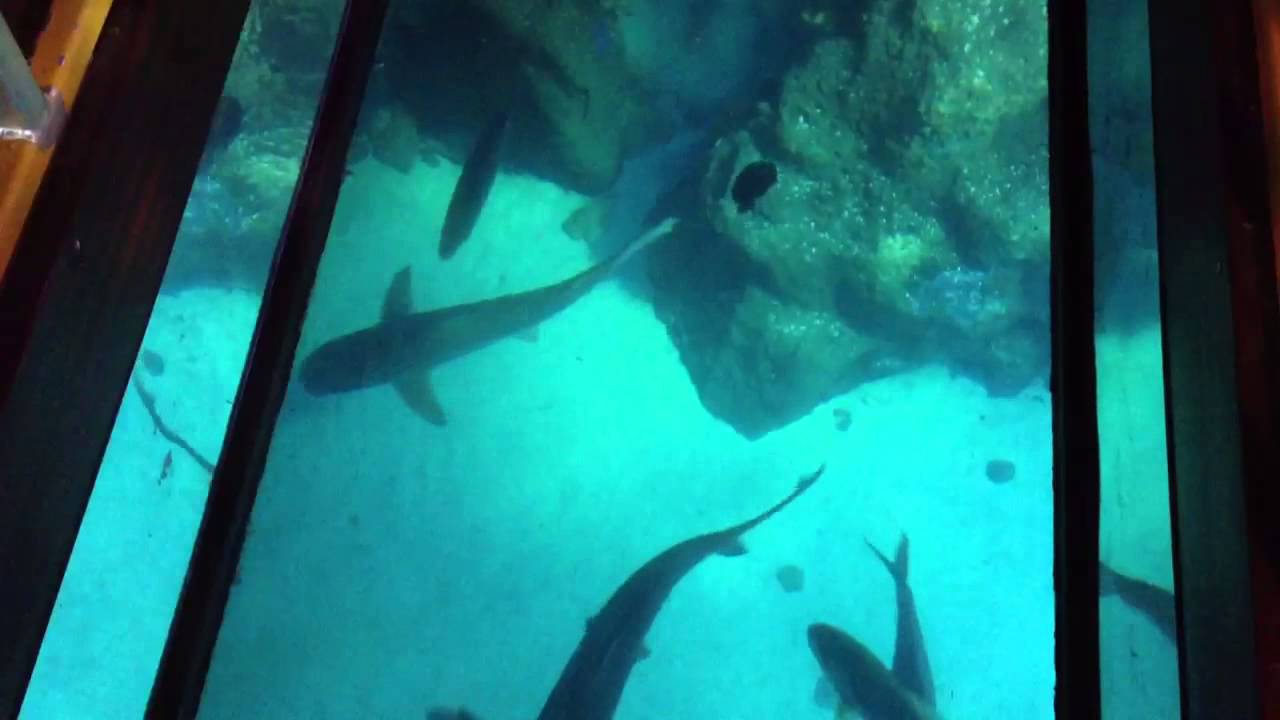 Glasbodenboot im Sea Life Oberhausen