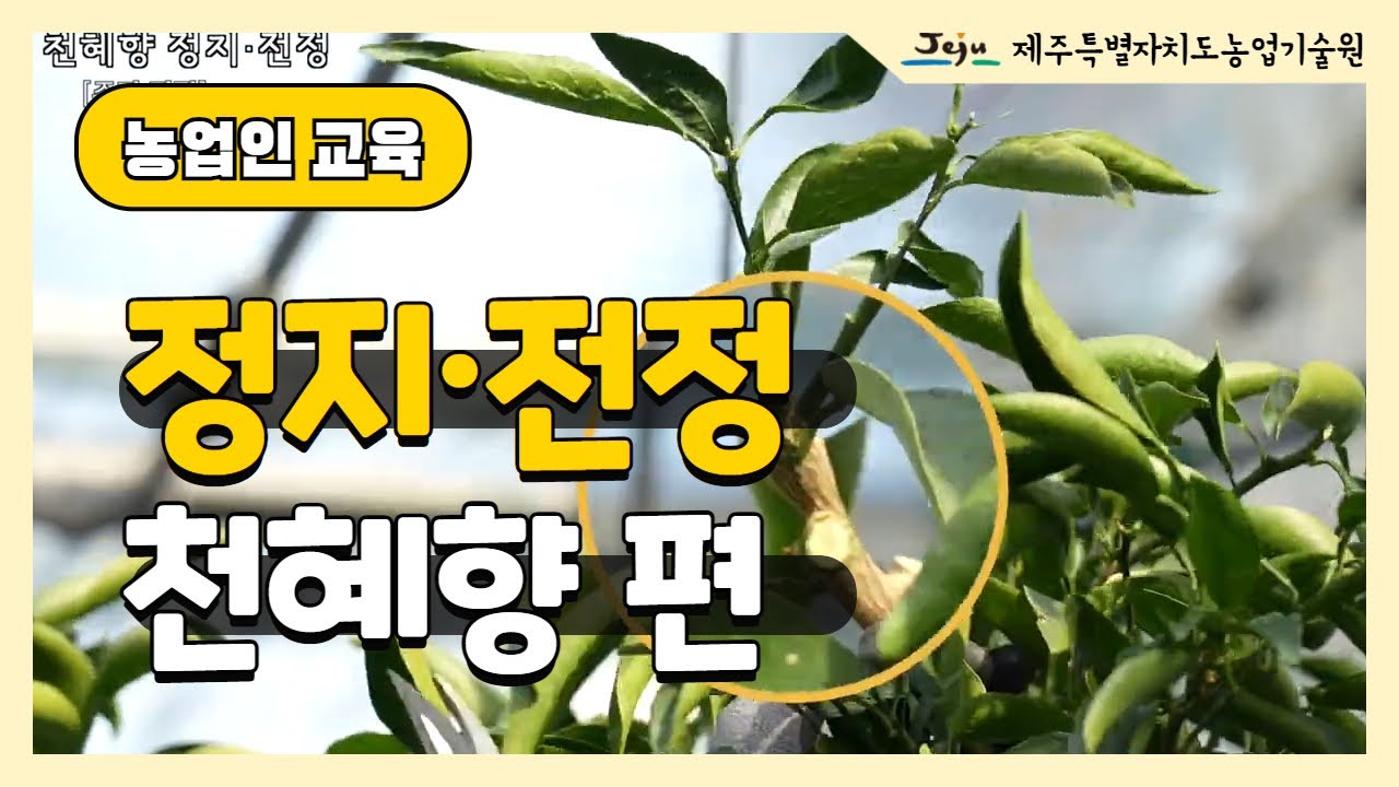 [2025년] 천혜향 정지·전정 방법
