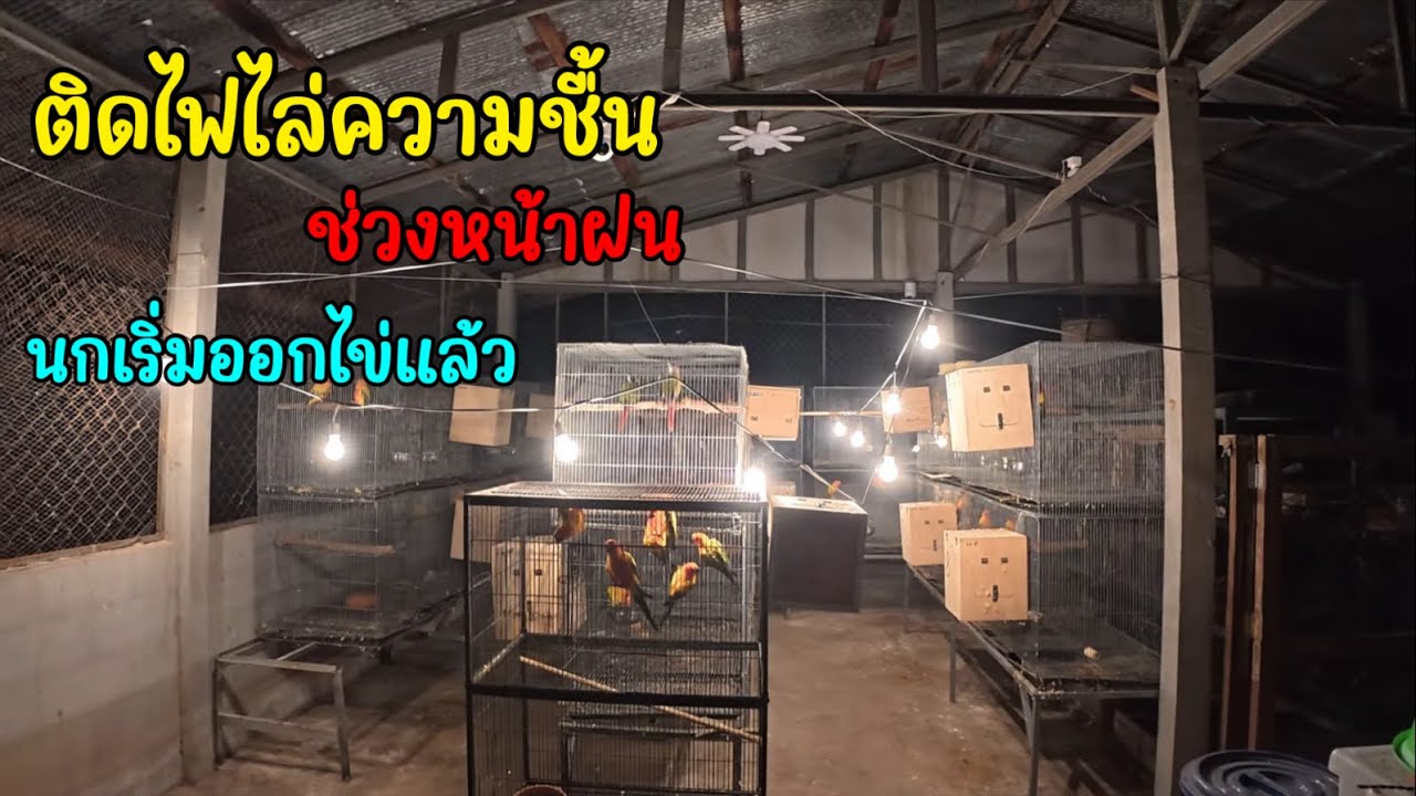 ฤดูฝน ติดไฟไล่ความชื้นในกรงนกซันคอนัวร์ เเละดูนกกำลังเริ่มไข่หลายคู่