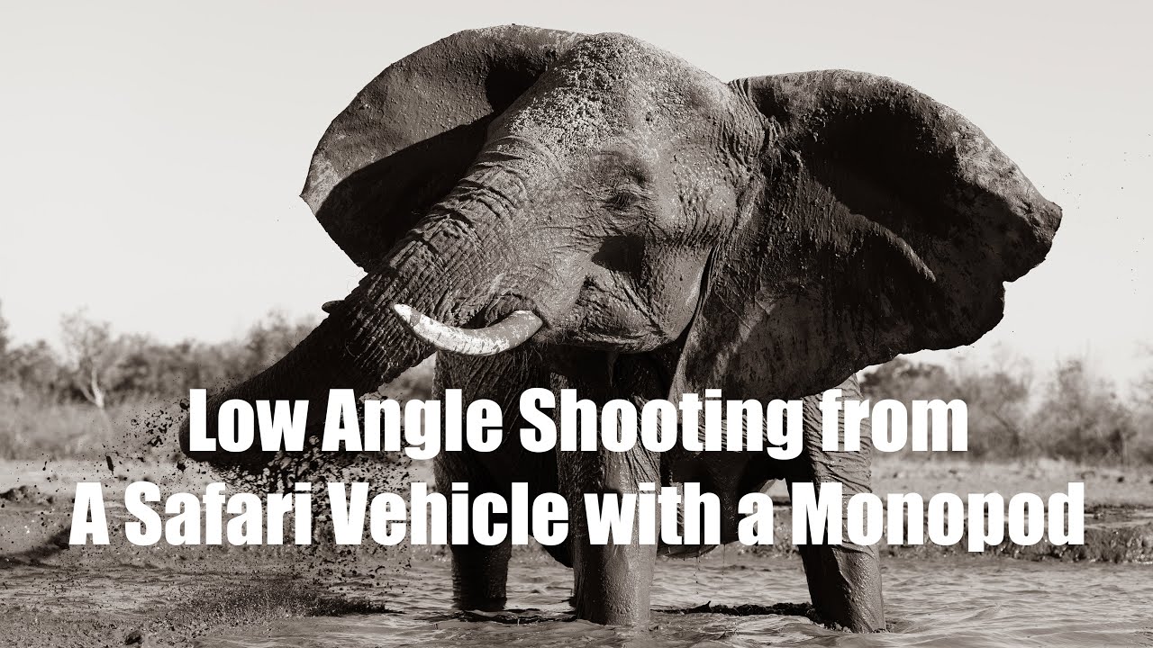 Low Angle Monopod Shooting from a Safari Vehicle