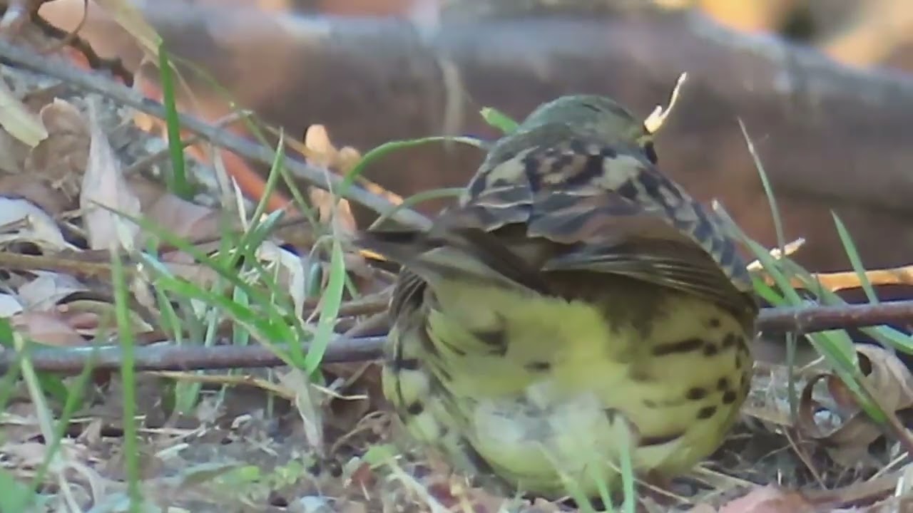 アオジ_71_癒し_新横浜公園_Black-faced bunting_4K