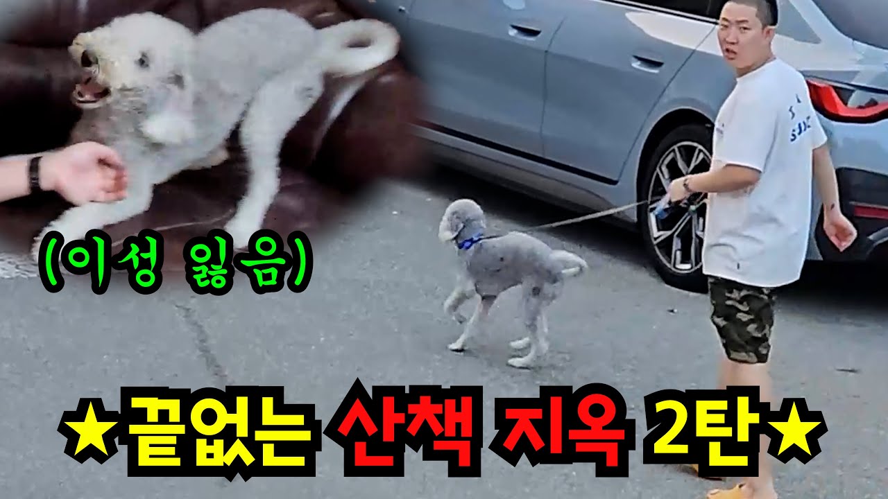 친구 강아지 산책 계속 보내기ㅋㅋㅋ