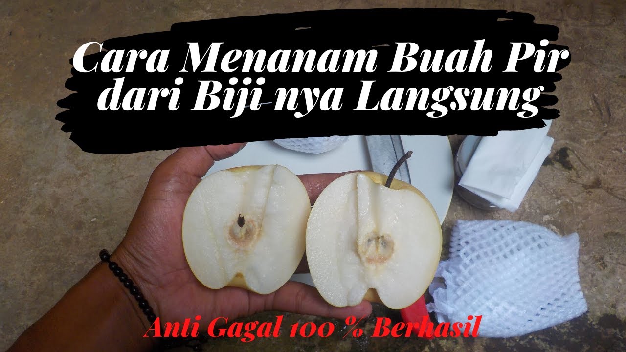 Cara menanam Pohon Buah Pir dari Biji