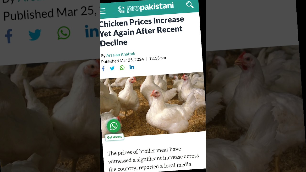 Chicken price increase yet again after recent decline ⛓