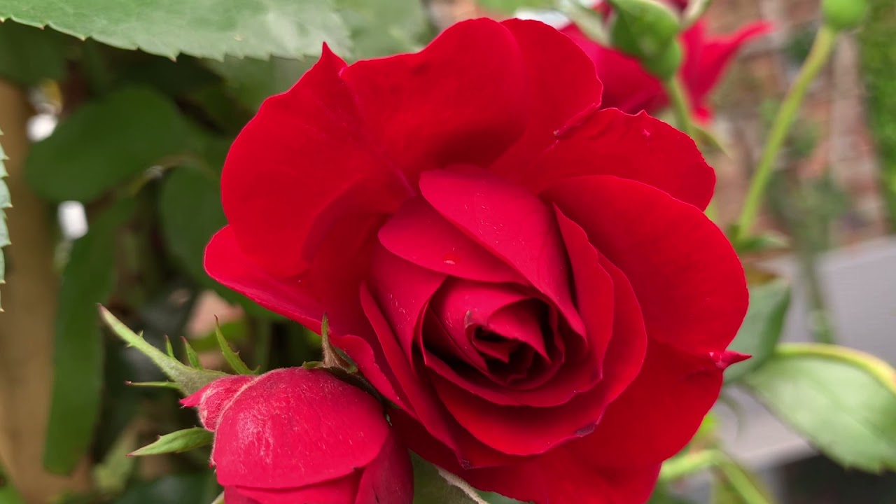 Kordes Rose Amadeus | Weather Proof Rose | Amadeus Rose | Kordes Rose Unboxing | Rain repellent Rose